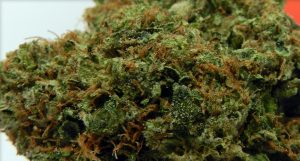 Get weed online smoothly through Gas-dank cheap weed!